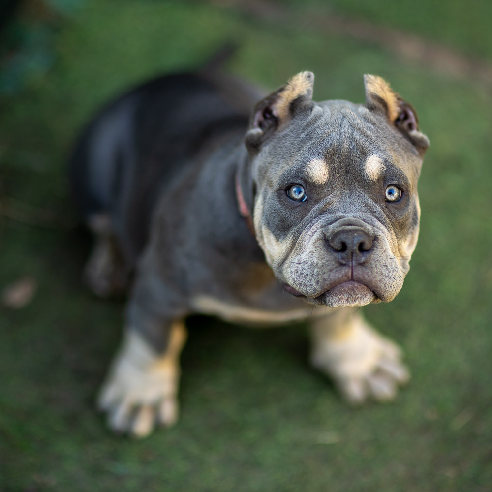 Ultimate Bully Ayran