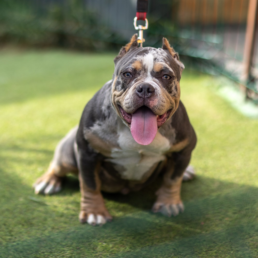 Ultimate Bully Mishelle