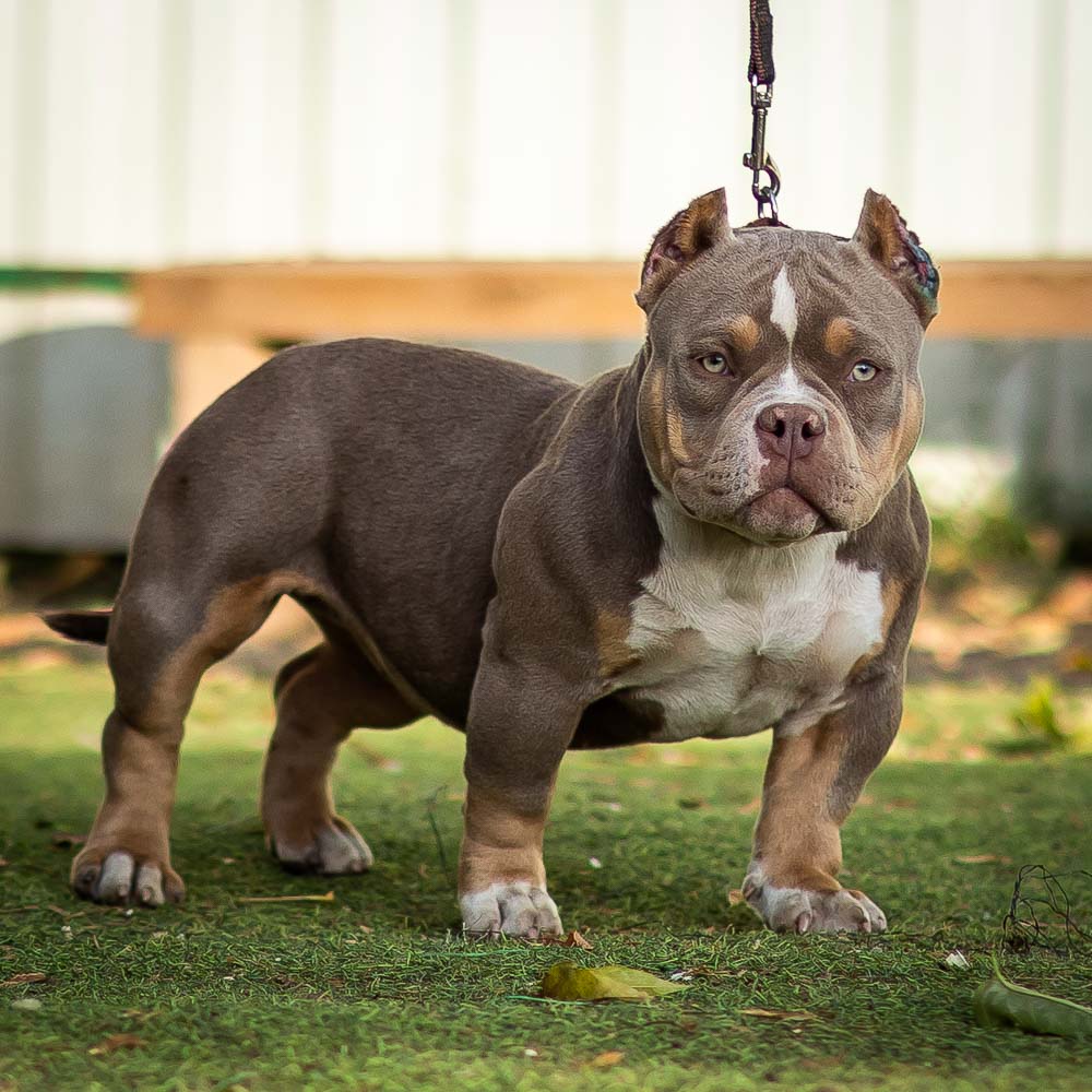 Ultimate Bully Amely