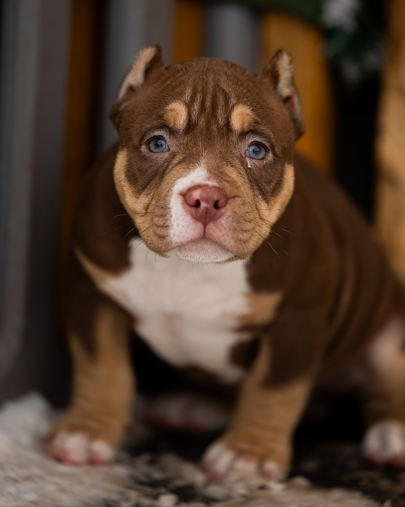 Ultimate Bully Lychee