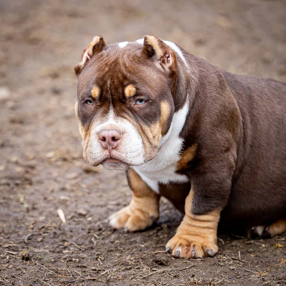 Ultimate Bully Oliver