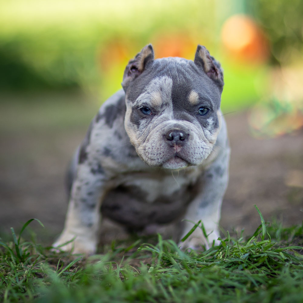 Ultimate Bully Nepal