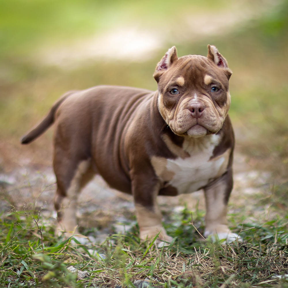 Ultimate Bully Conor McGregor