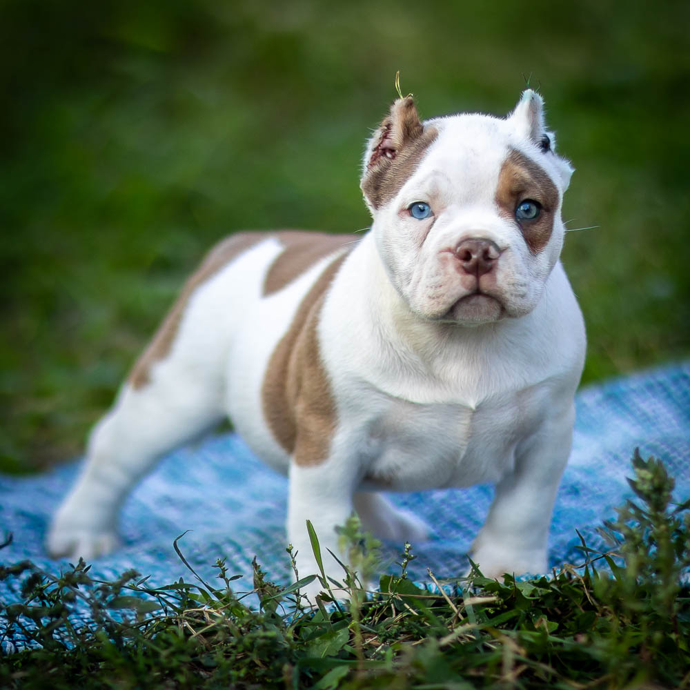 Ultimate Bully Buddy