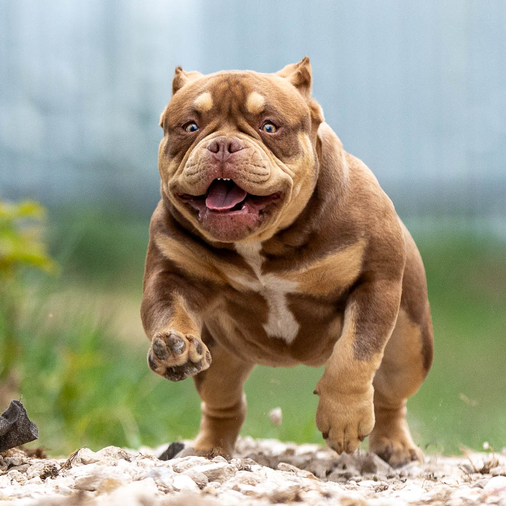 Ultimate Bully Tiffany