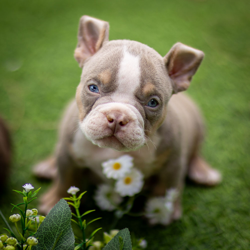 Ultimate Bully Aisha