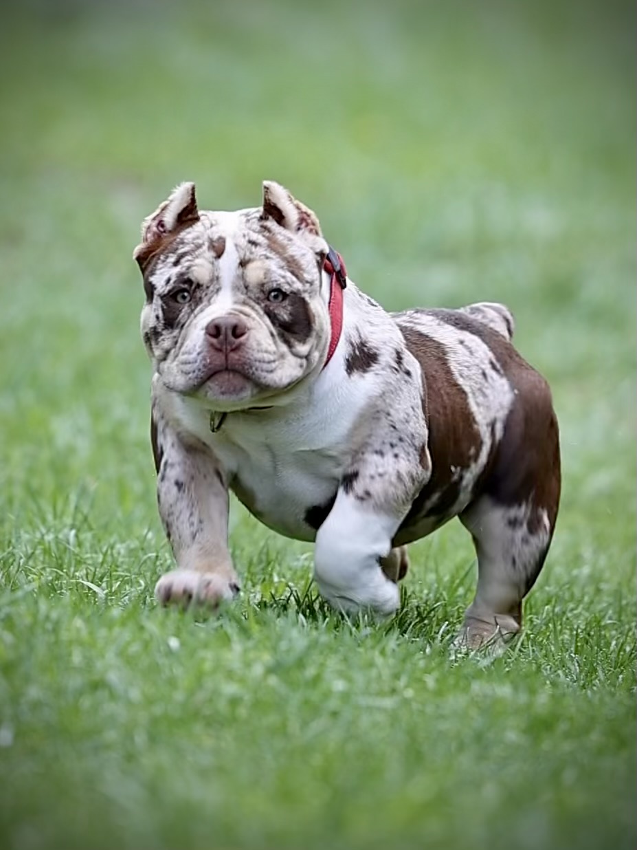 Ultimate Bully Iris