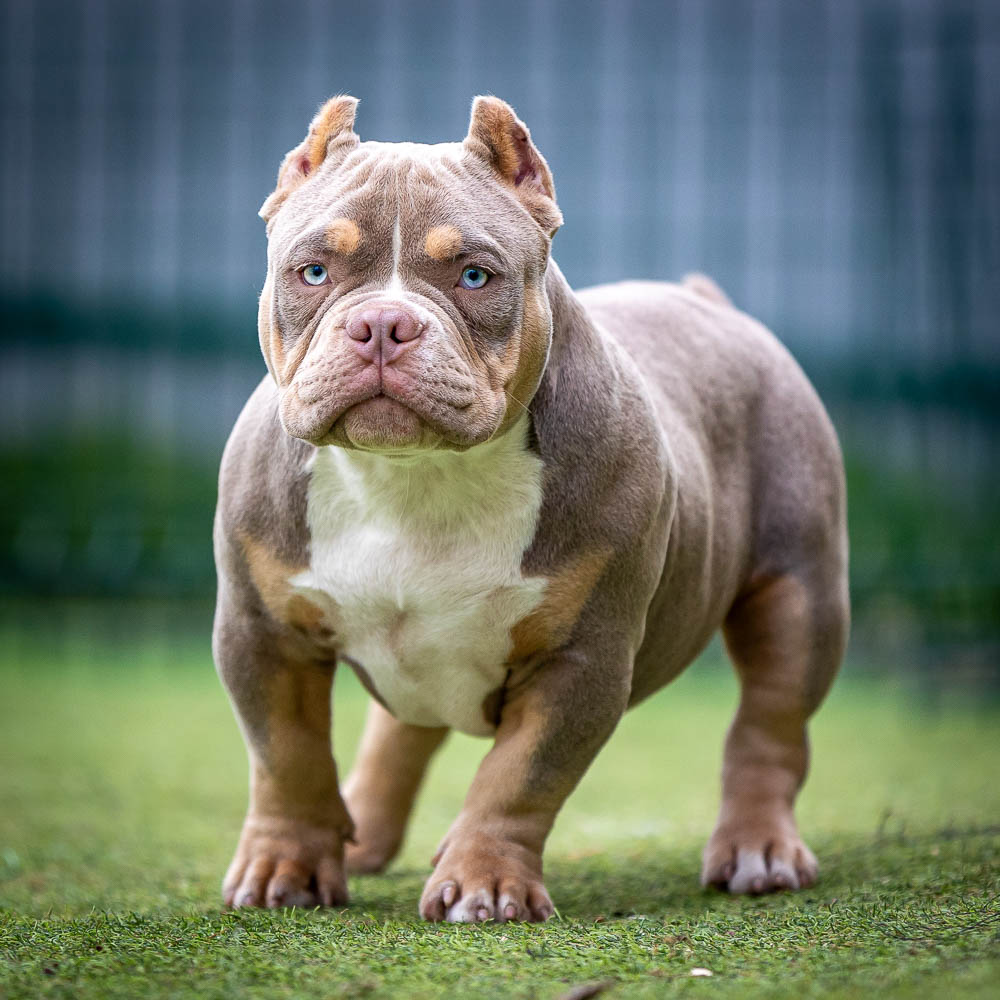 Ultimate Bully Simba