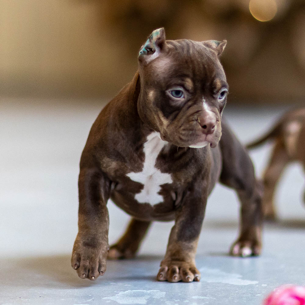 Ultimate Bully Nutella