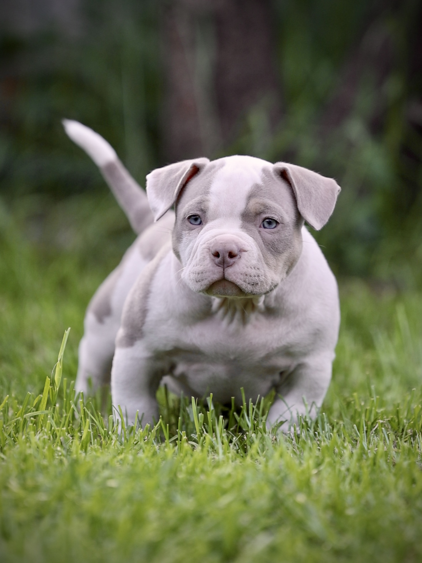 Ultimate Bully Dolce Vita