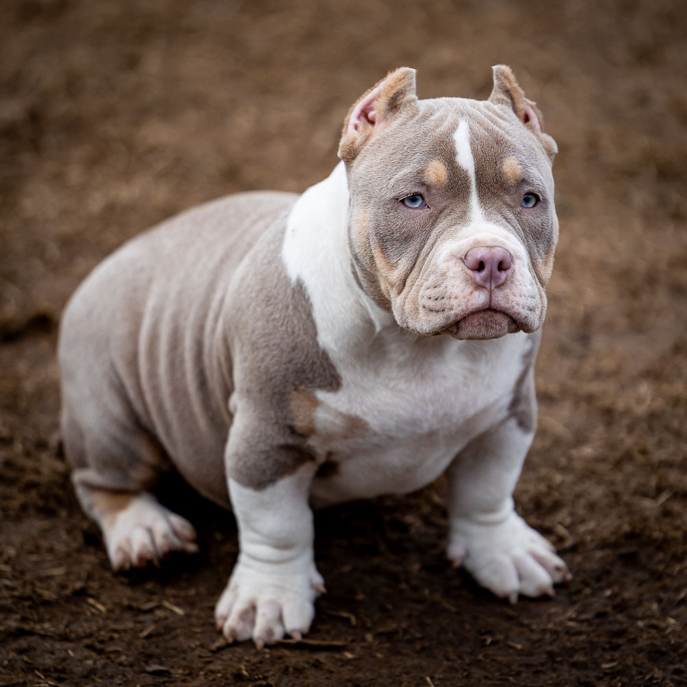 Ultimate Bully Anabell