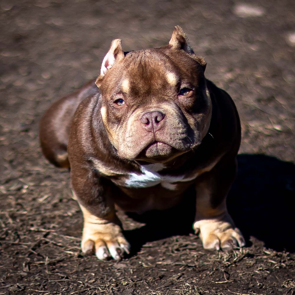 Ultimate Bully Venom