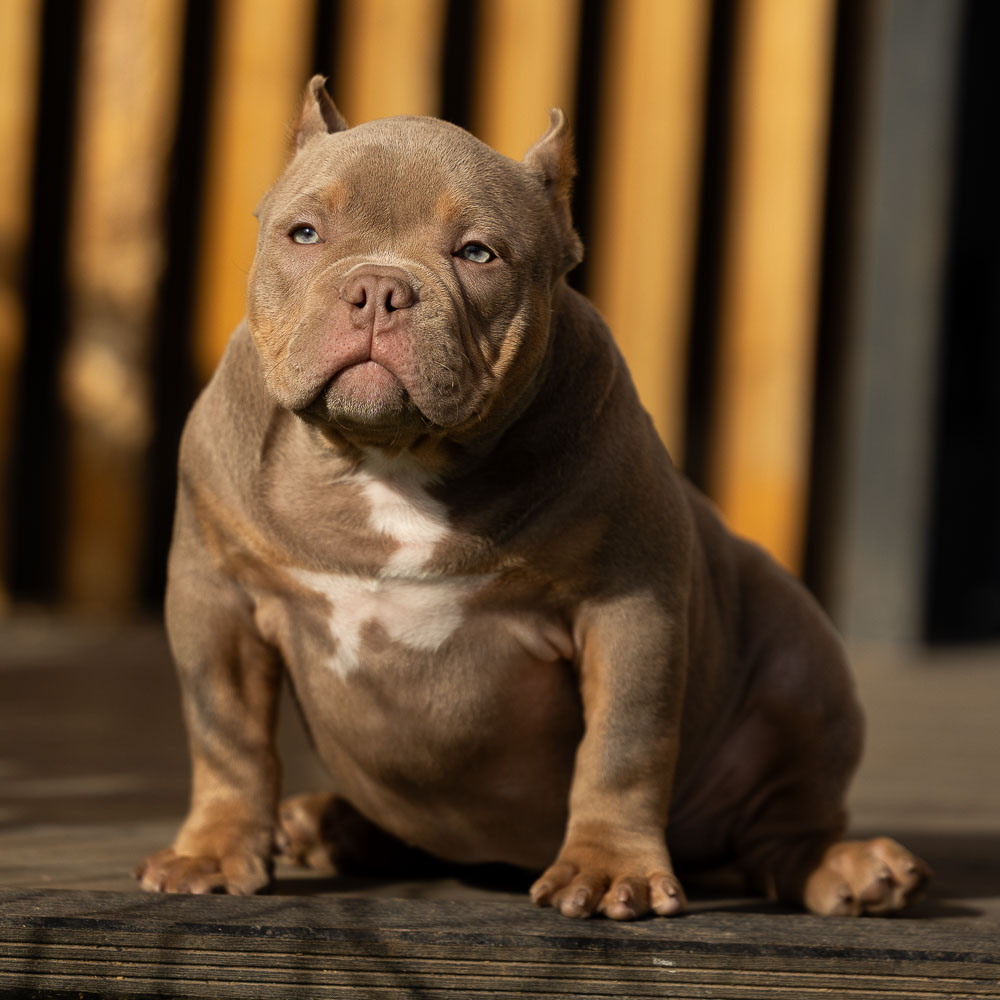 Ultimate Bully Caramel