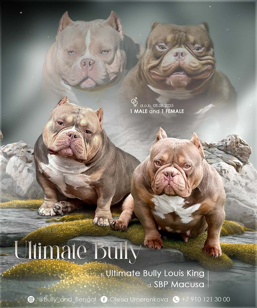 Ultimate Bully Louis King × SBP Macusa