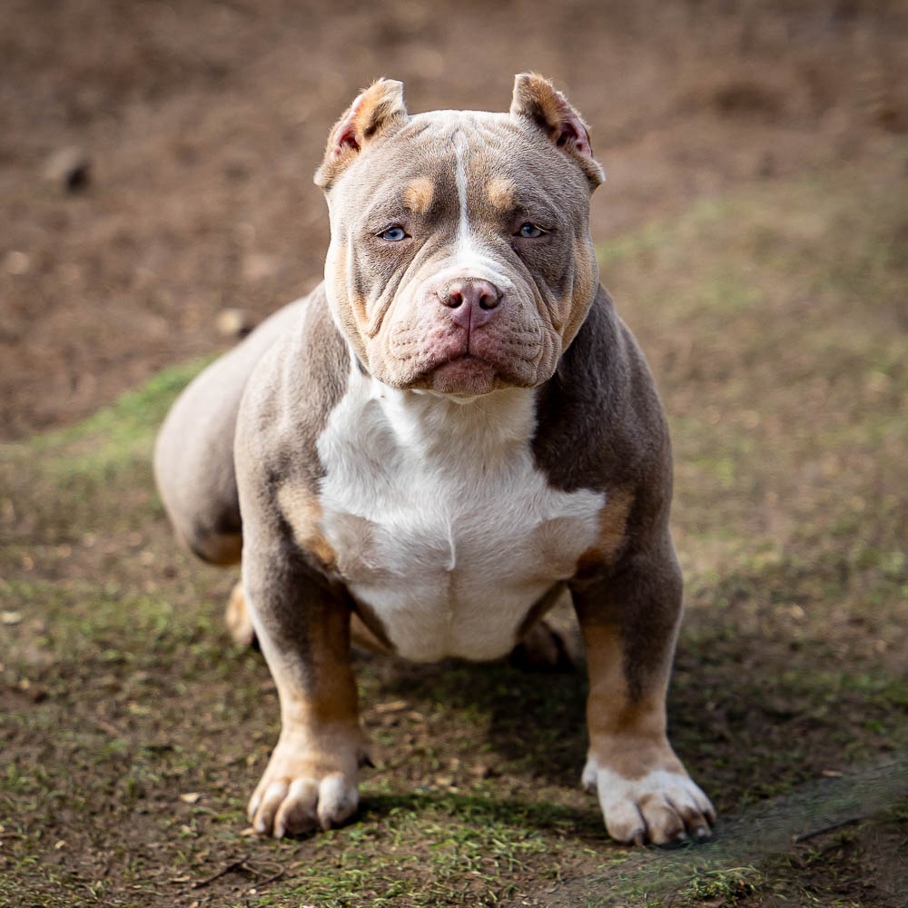 Ultimate Bully Jasmine