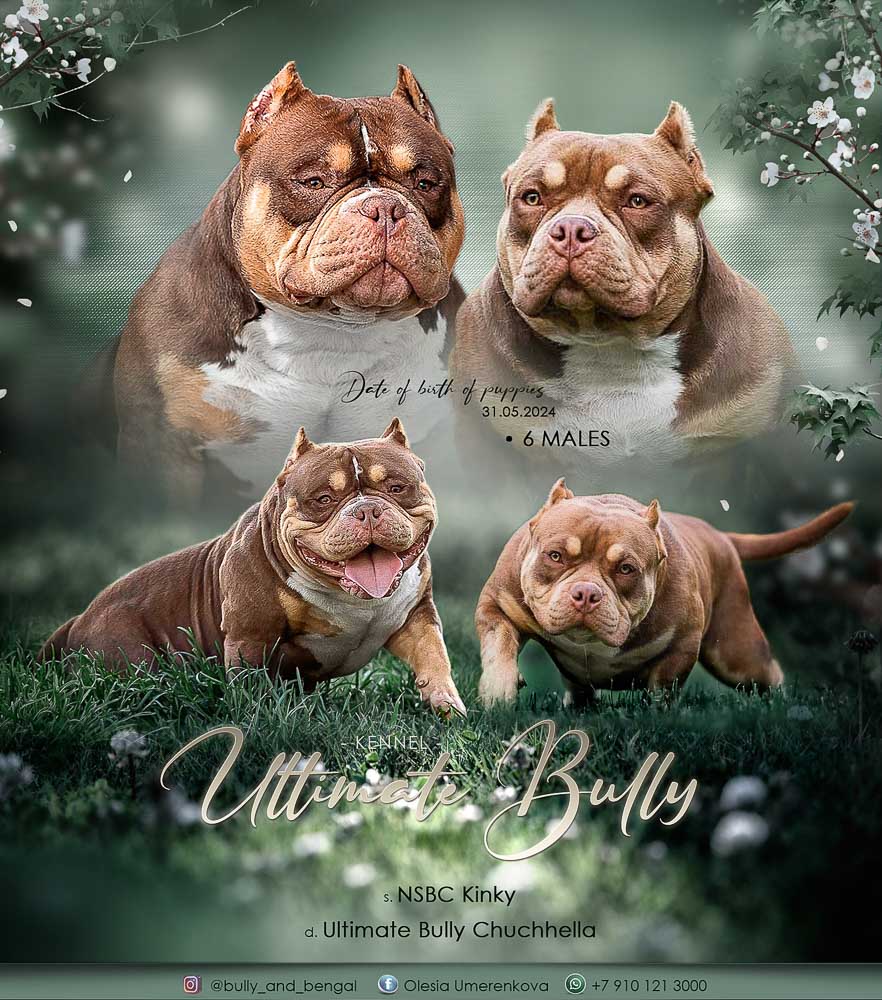 NSBC Kinky × Ultimate Bully Chuchhella