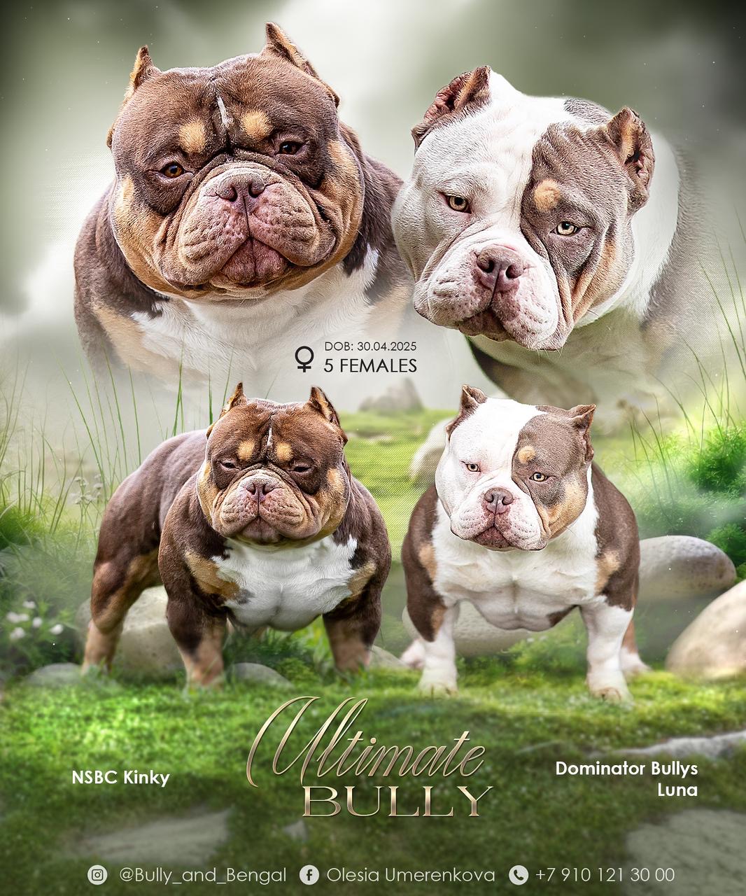 NSBC Kinky × Dominator Bullys Luna