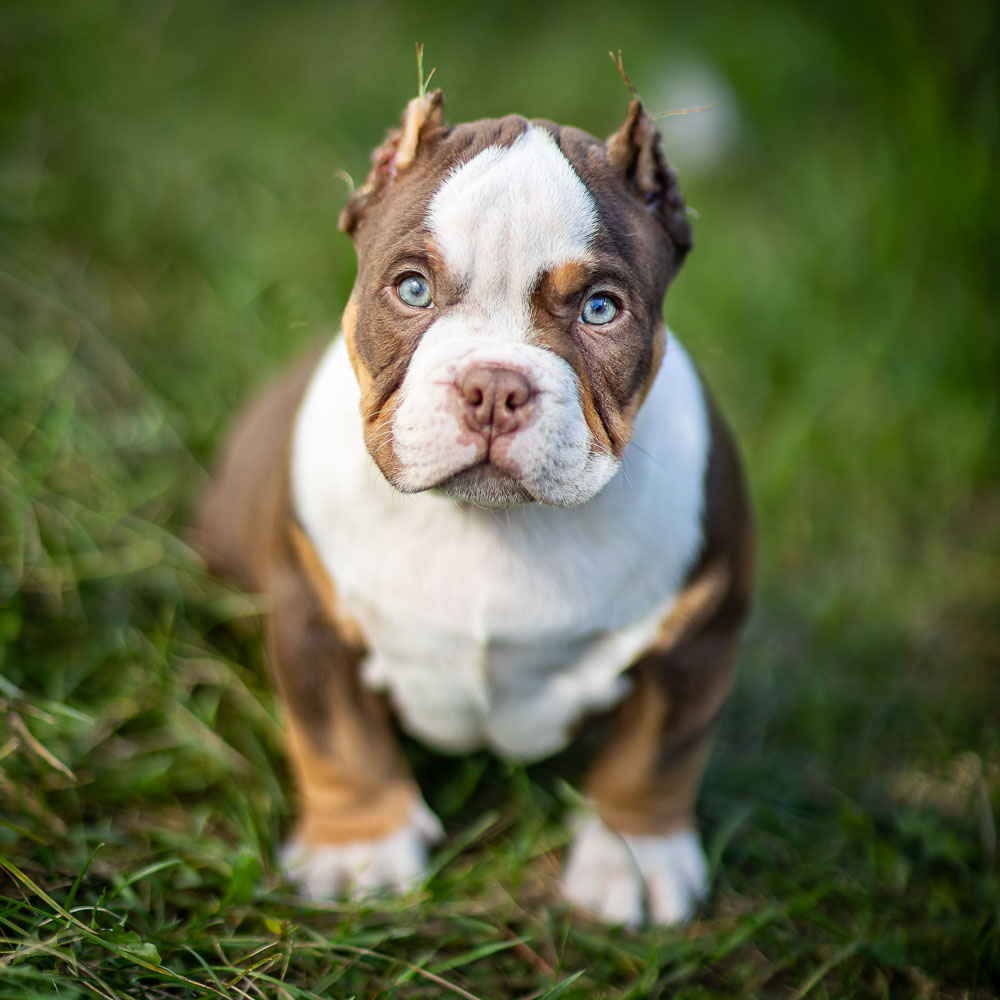 Ultimate Bully Oscar