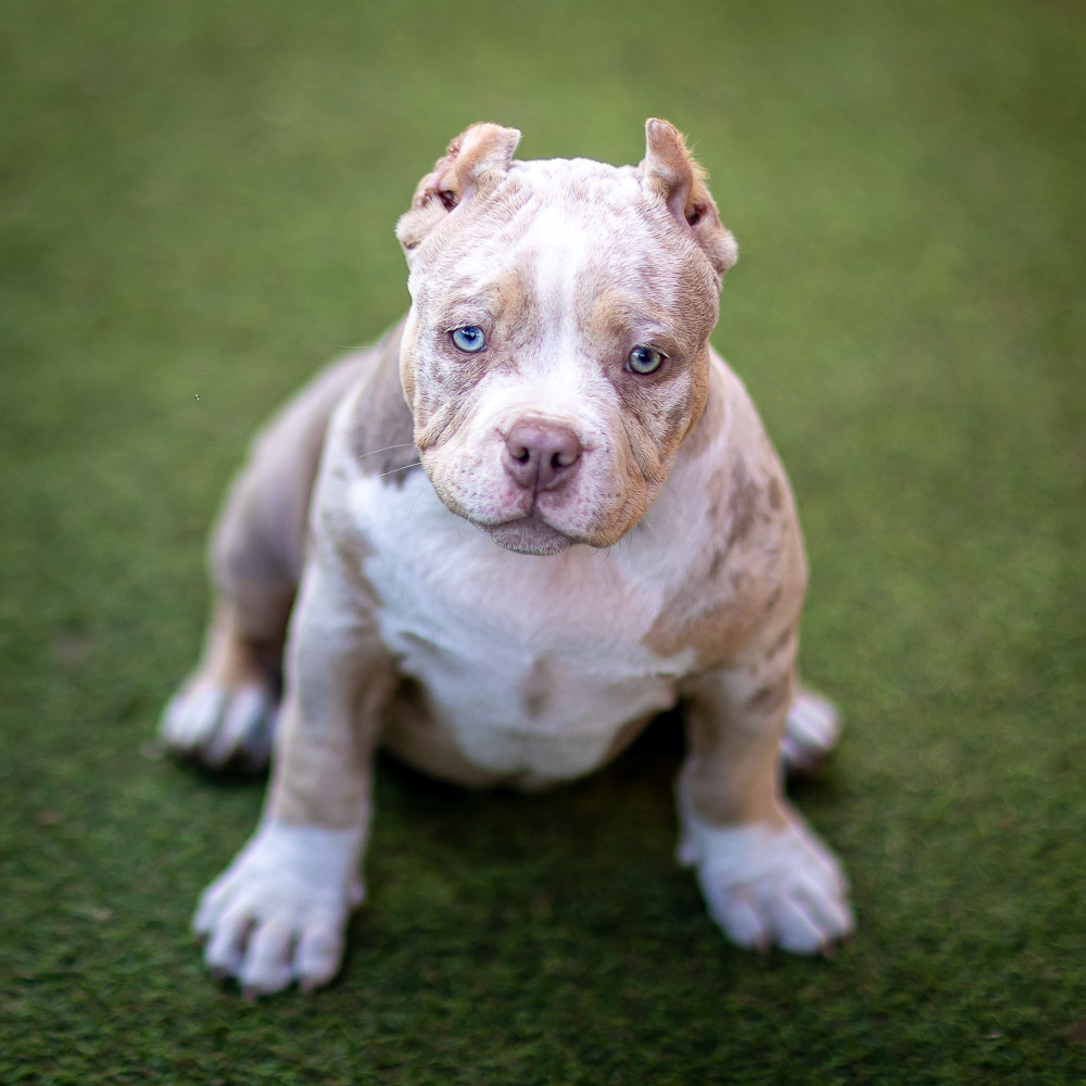 Ultimate Bully Molly