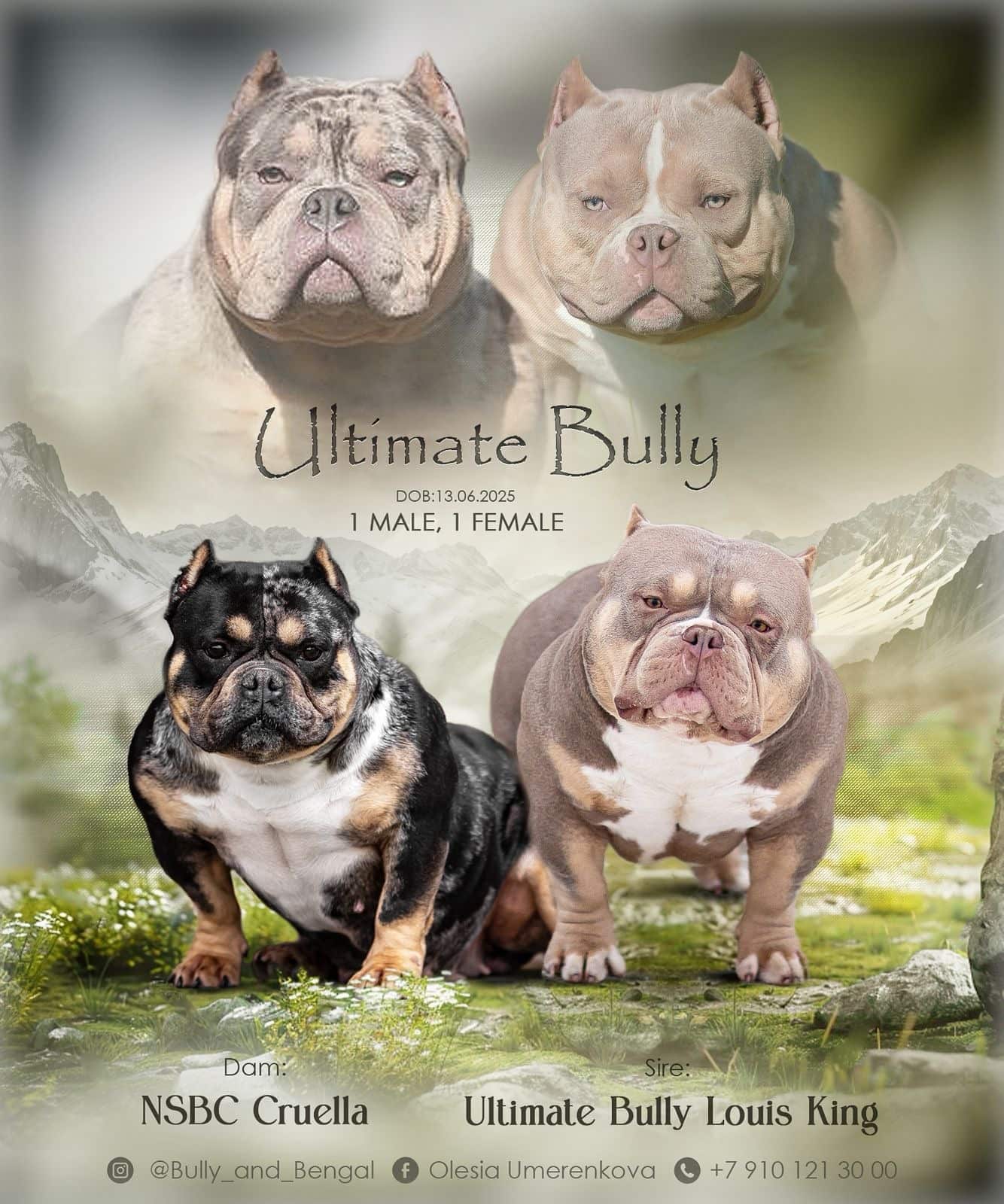Ultimate Bully Louis King × NSBC Cruella