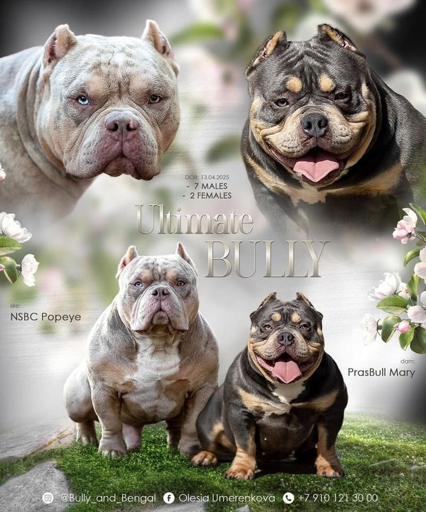 NSBC Popeye × PrasBull Mary