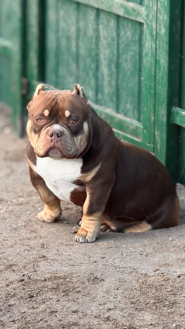 Ultimate Bully Cinnabon