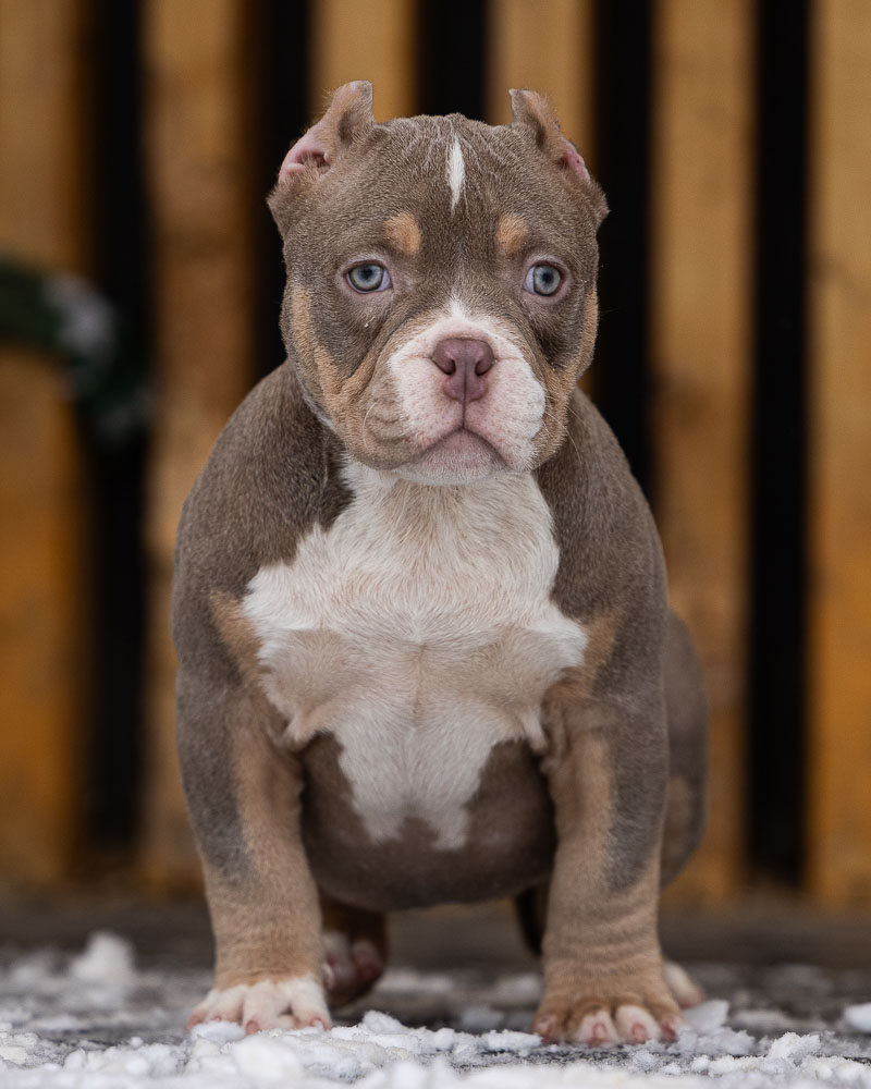 Ultimate Bully Lavina