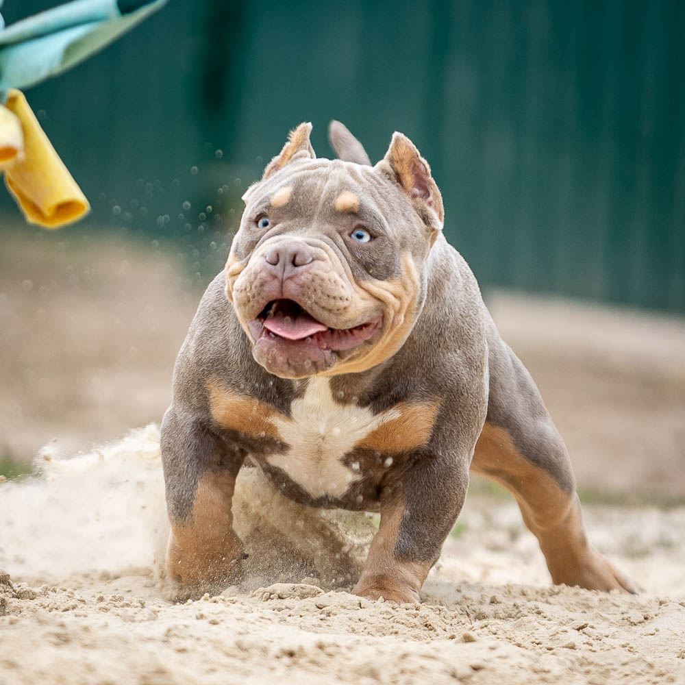 Ultimate Bully Valensia