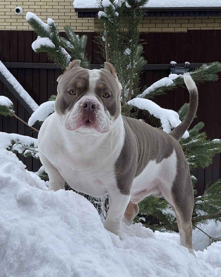 Ultimate Bully Disel