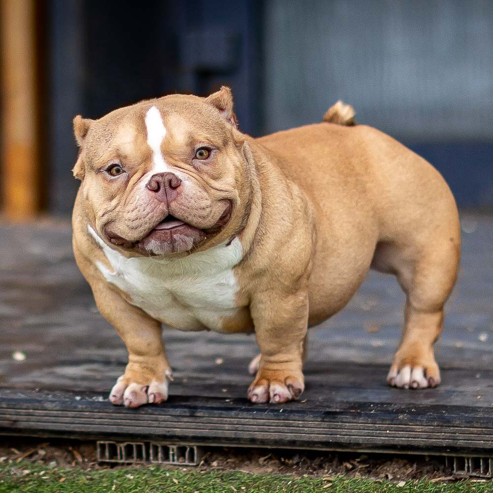 Ultimate Bully Peachy